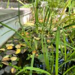 Renowacja zbiorników wodnych - Ogród Botaniczny Uniwersytetu Warszawskiego