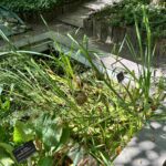Renowacja zbiorników wodnych - Ogród Botaniczny Uniwersytetu Warszawskiego