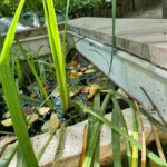 Renowacja zbiorników wodnych - Ogród Botaniczny Uniwersytetu Warszawskiego