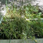 Renowacja zbiorników wodnych - Ogród Botaniczny Uniwersytetu Warszawskiego