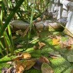 Renowacja zbiorników wodnych - Ogród Botaniczny Uniwersytetu Warszawskiego