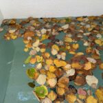 Renowacja zbiorników wodnych - Ogród Botaniczny Uniwersytetu Warszawskiego