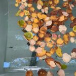 Renowacja zbiorników wodnych - Ogród Botaniczny Uniwersytetu Warszawskiego